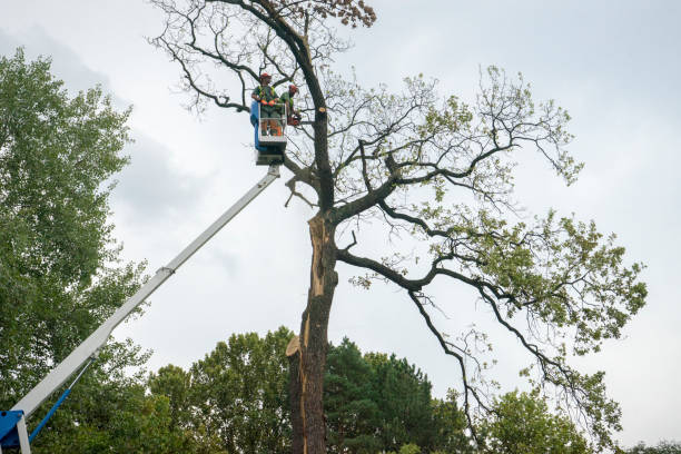 Lincoln Village, OH  Tree Services Company