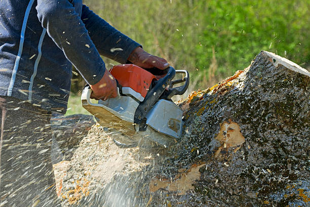 Best Leaf Removal  in Lincoln Village, OH